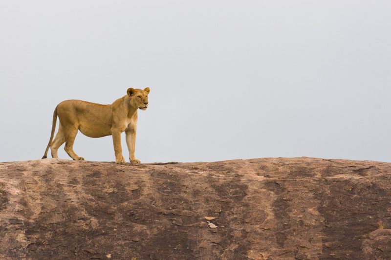 Lioness On Kopje